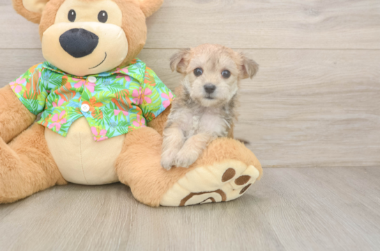 Morkie Pup Being Cute