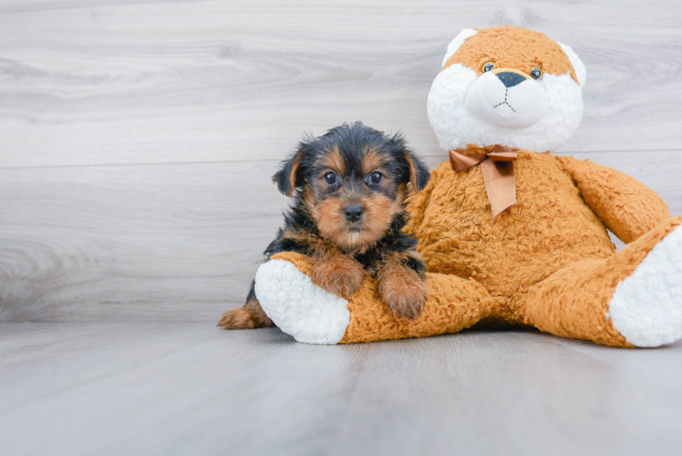 Best Morkie Baby
