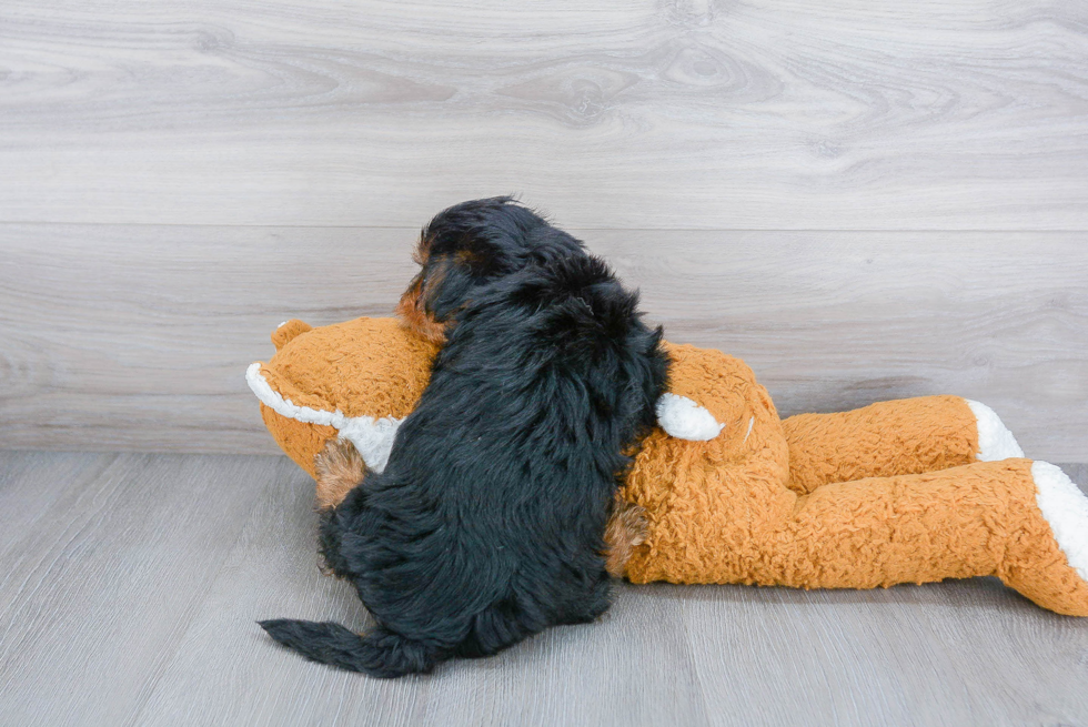 Friendly Morkie Baby