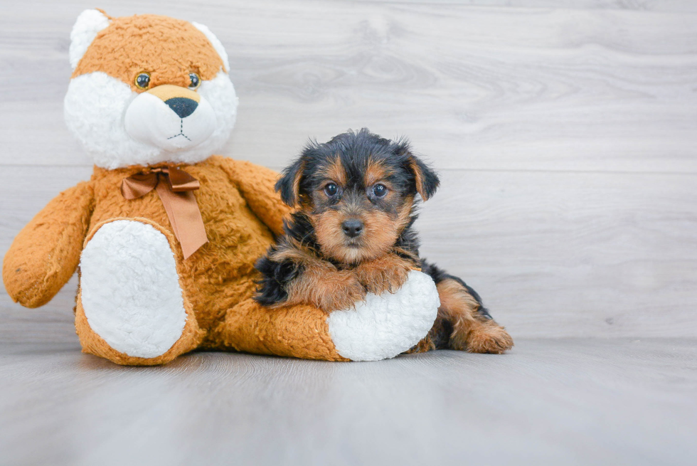 Hypoallergenic Yorkie Designer Puppy