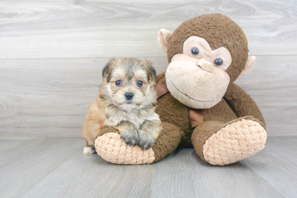 Friendly Morkie Baby