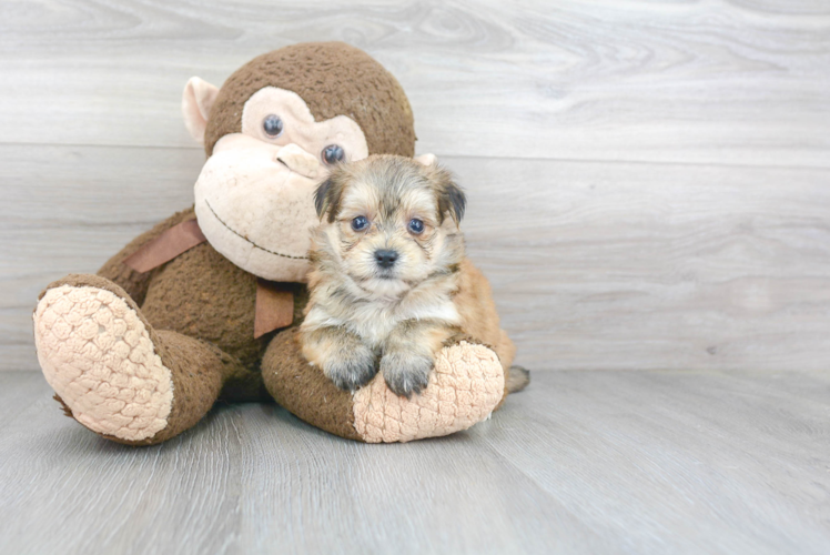 Morkie Puppy for Adoption