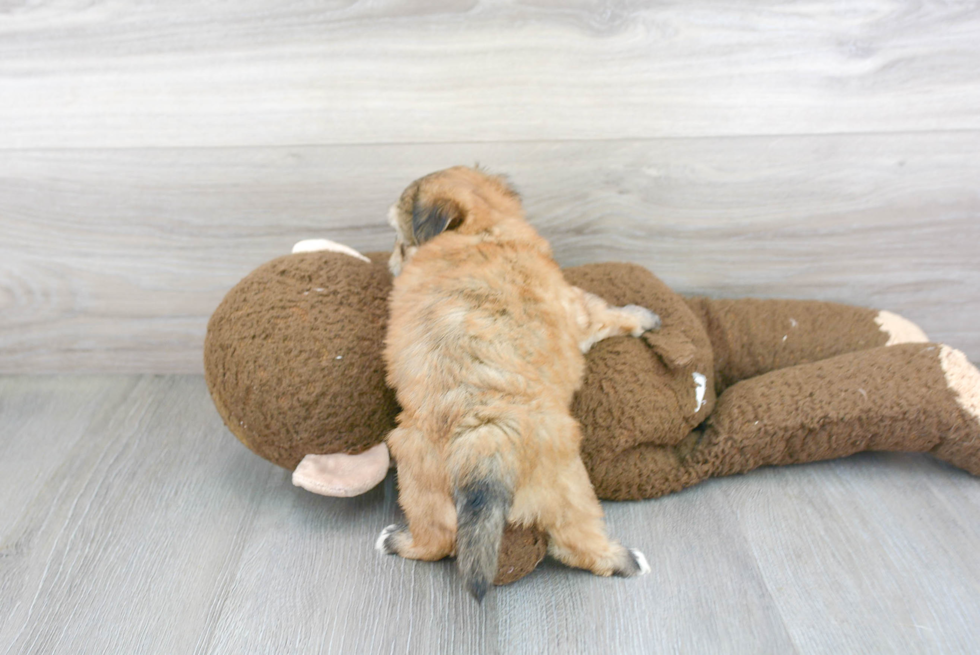 Morkie Pup Being Cute