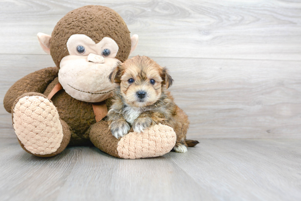 Morkie Pup Being Cute