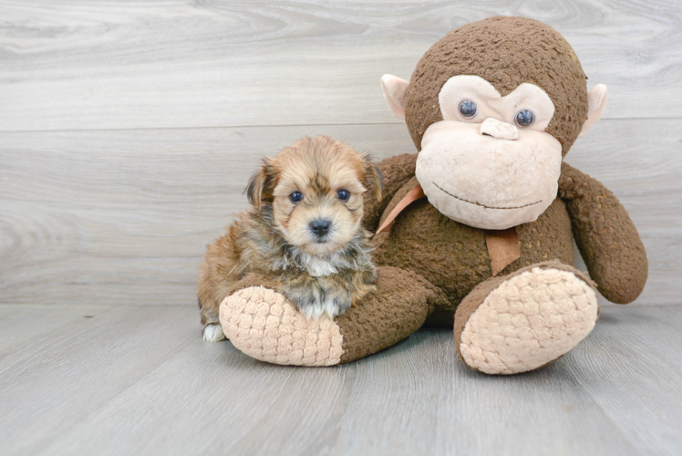 Morkie Pup Being Cute