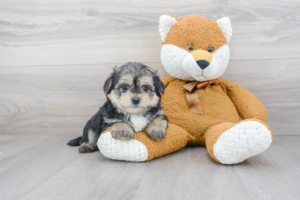 Morkie Pup Being Cute