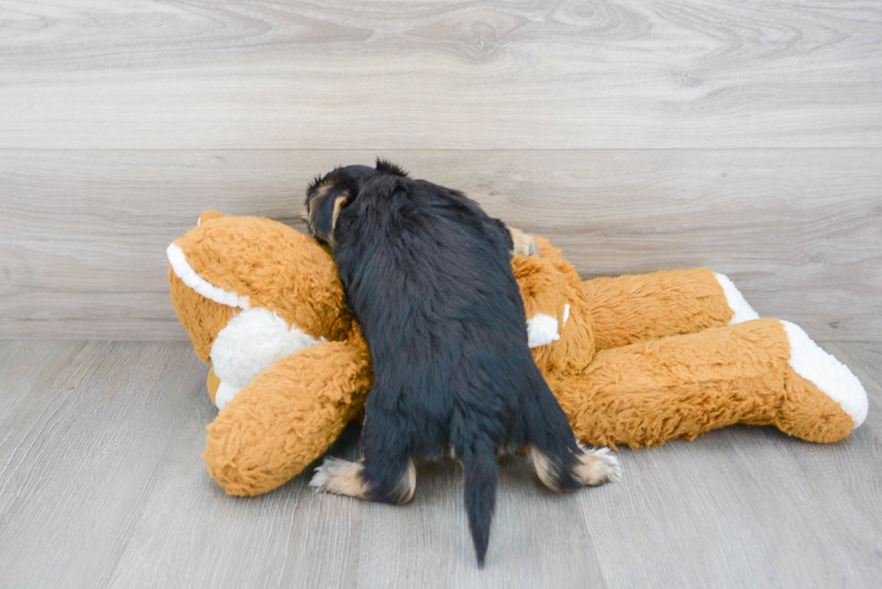 Morkie Pup Being Cute