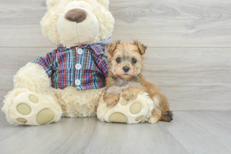 Morkie Pup Being Cute