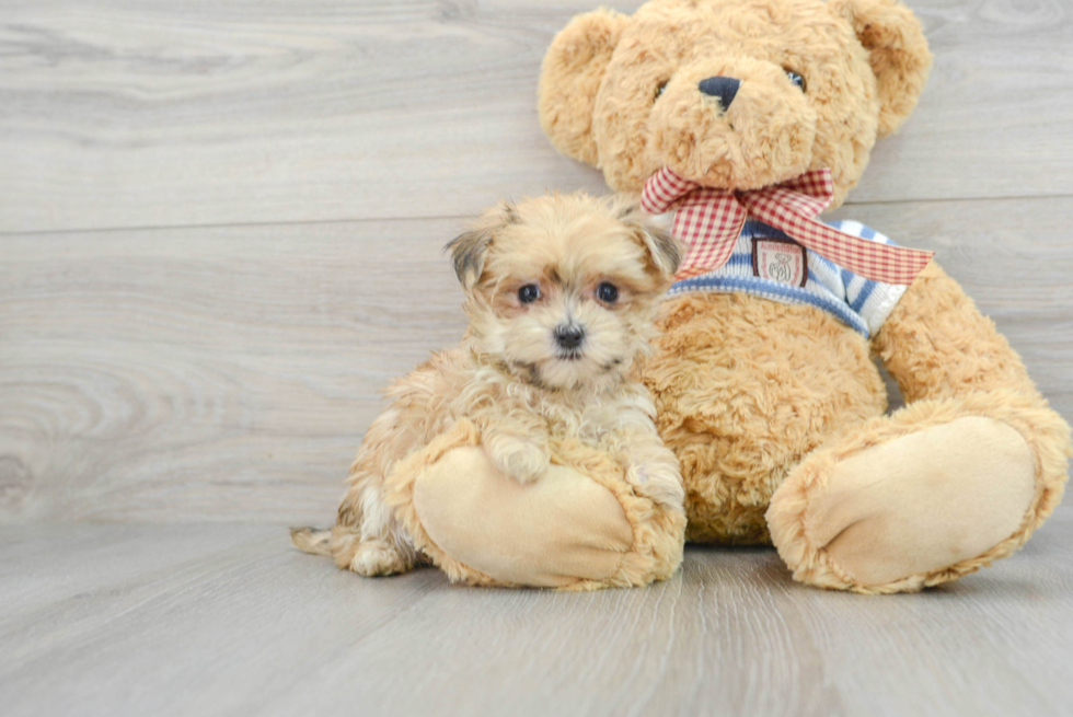 Happy Morkie Baby