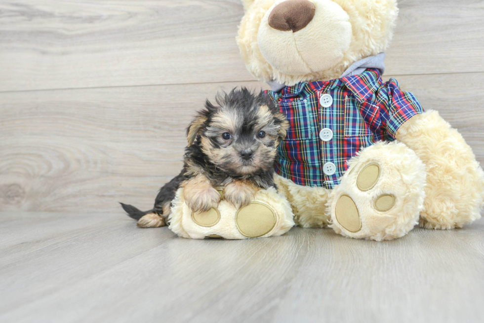 Petite Morkie Designer Pup