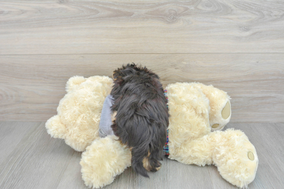 Morkie Pup Being Cute