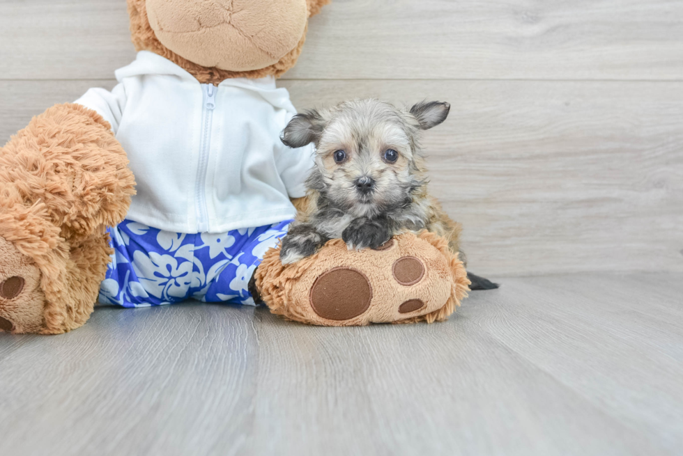 Popular Morkie Designer Pup