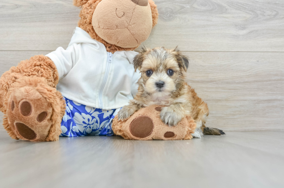 6 week old Morkie Puppy For Sale - Premier Pups