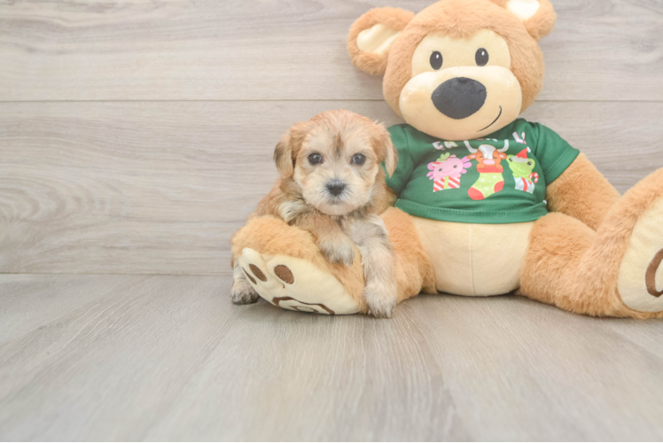 Popular Morkie Designer Pup