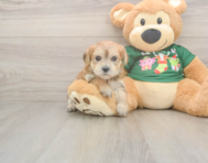 5 week old Morkie Puppy For Sale - Premier Pups