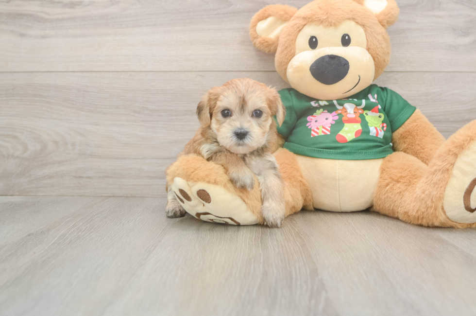 5 week old Morkie Puppy For Sale - Premier Pups