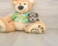 7 week old Morkie Puppy For Sale - Premier Pups