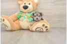 Cute Morkie Baby