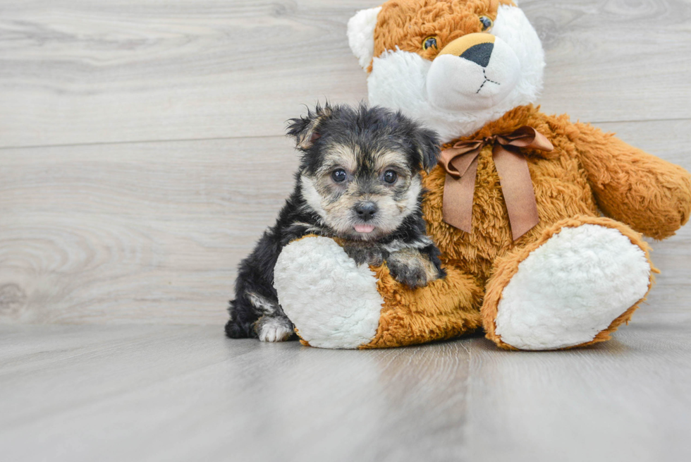 Adorable Yorkie Designer Puppy