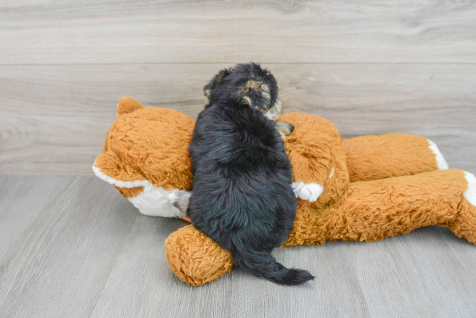 Friendly Morkie Baby