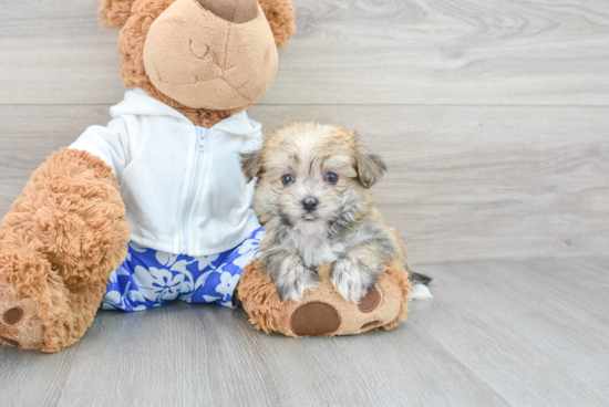 Playful Yorkie Designer Puppy