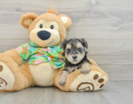 7 week old Morkie Puppy For Sale - Premier Pups