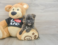6 week old Morkie Puppy For Sale - Premier Pups