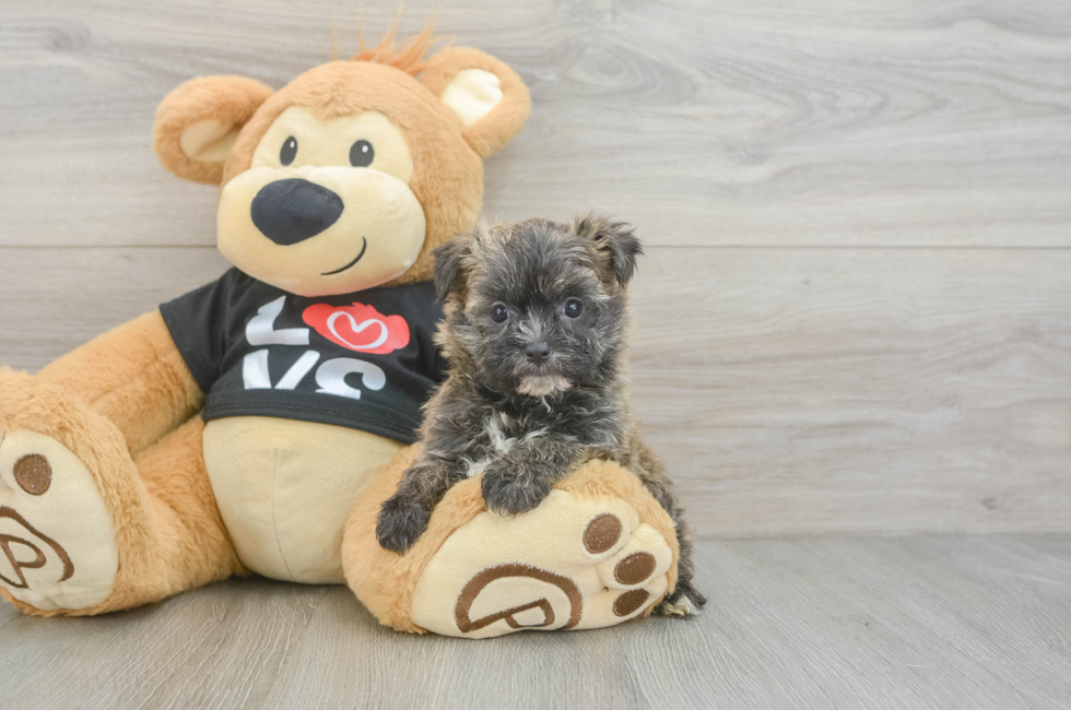 5 week old Morkie Puppy For Sale - Premier Pups