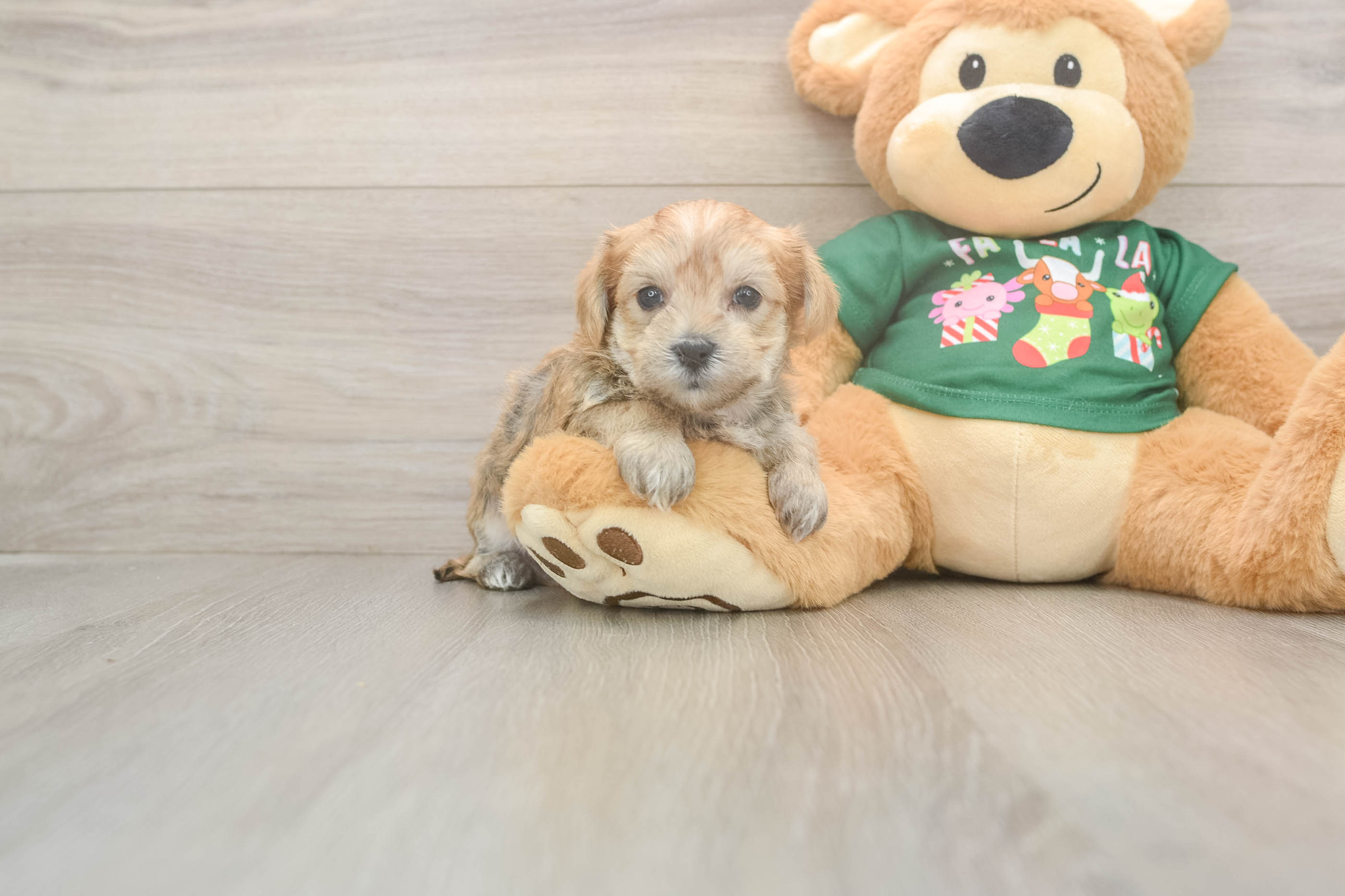 Morkie Puppy for Adoption