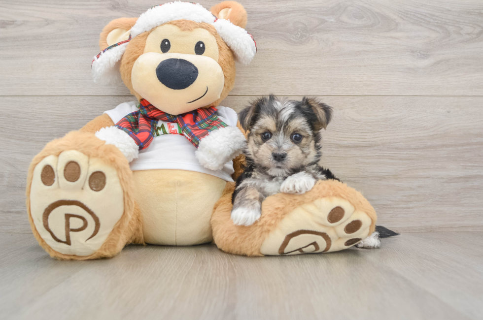 5 week old Morkie Puppy For Sale - Premier Pups
