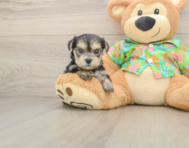 6 week old Morkie Puppy For Sale - Premier Pups