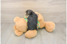 Petite Morkie Designer Pup