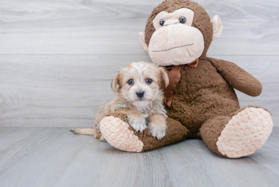 Energetic Yorkie Designer Puppy