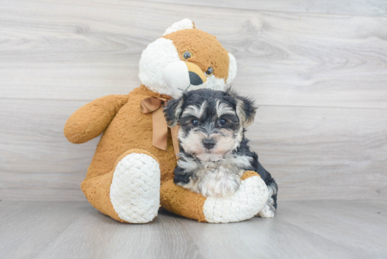 Morkie Pup Being Cute