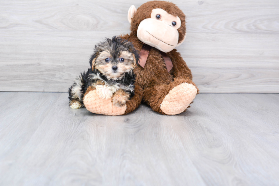 Fluffy Morkie Designer Pup