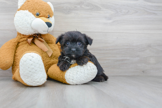 Playful Yorkie Designer Puppy