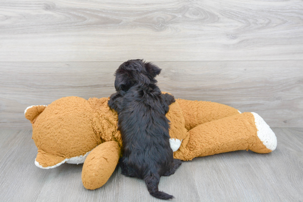 Morkie Puppy for Adoption