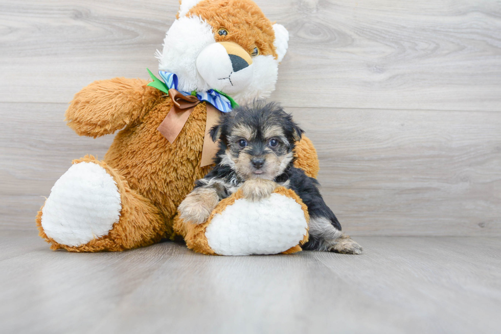 Energetic Yorkie Designer Puppy