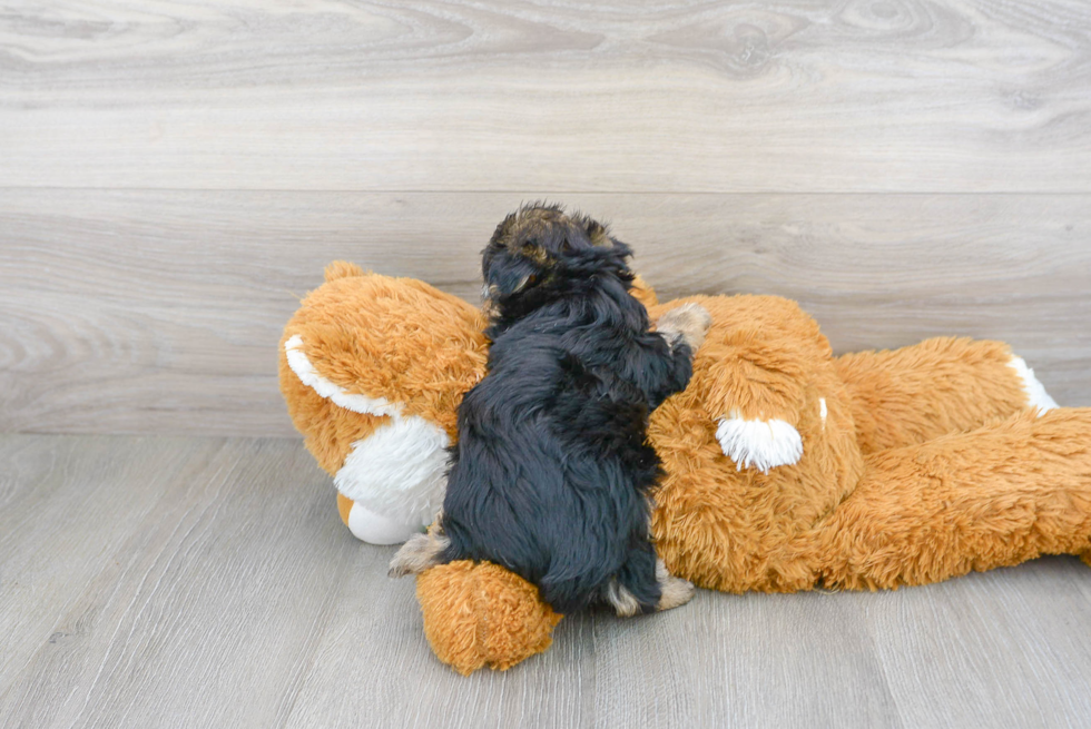 Morkie Pup Being Cute