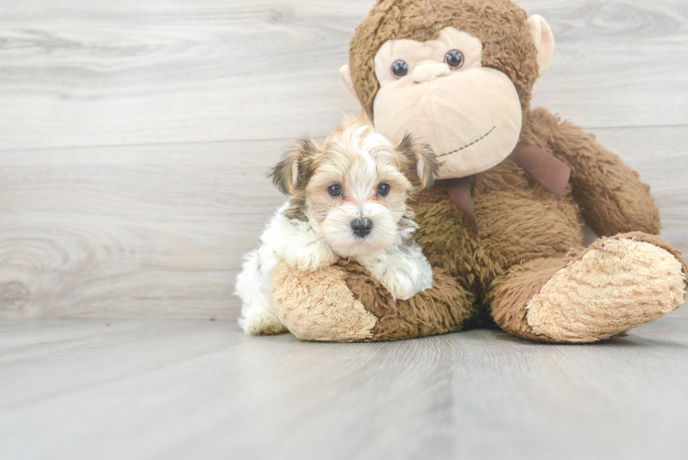 Morkie Pup Being Cute