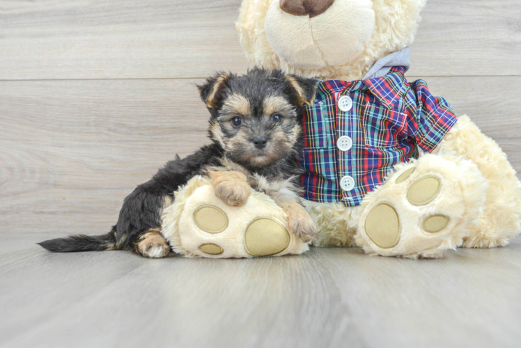 Fluffy Morkie Designer Pup