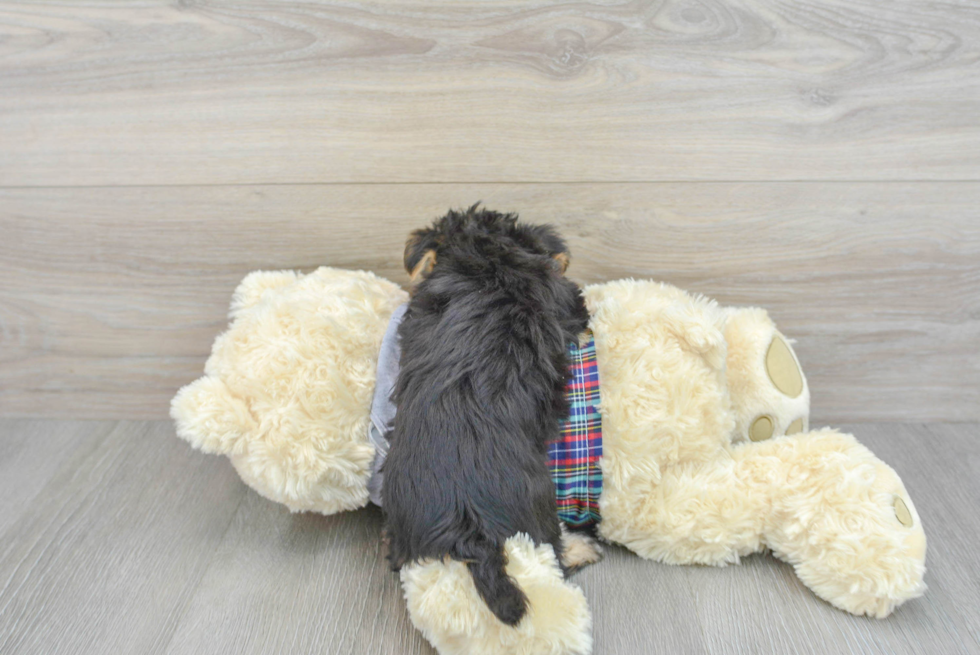 Morkie Puppy for Adoption