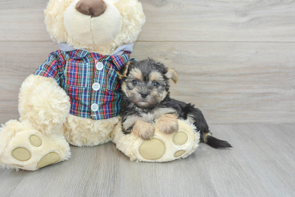 Petite Morkie Designer Pup
