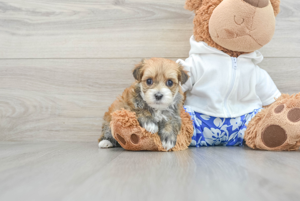 Morkie Pup Being Cute