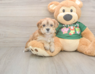 5 week old Morkie Puppy For Sale - Premier Pups