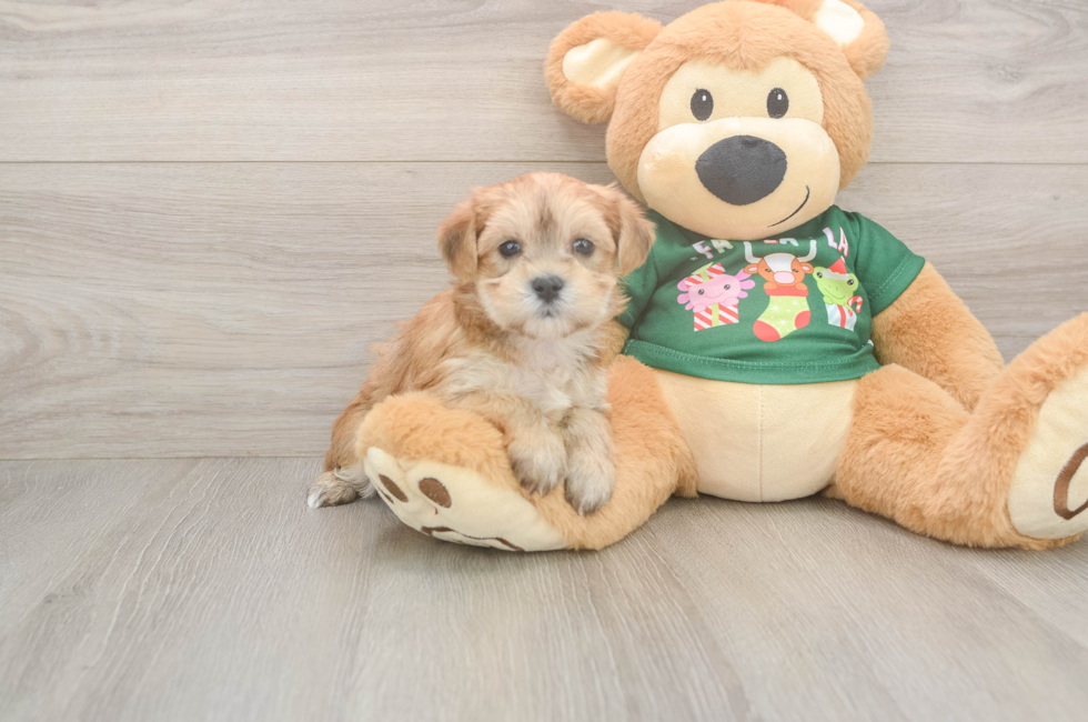 5 week old Morkie Puppy For Sale - Premier Pups