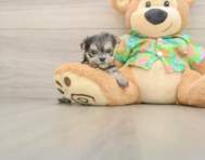 10 week old Morkie Puppy For Sale - Premier Pups