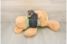 Best Morkie Baby