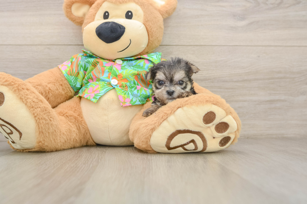 Popular Morkie Designer Pup