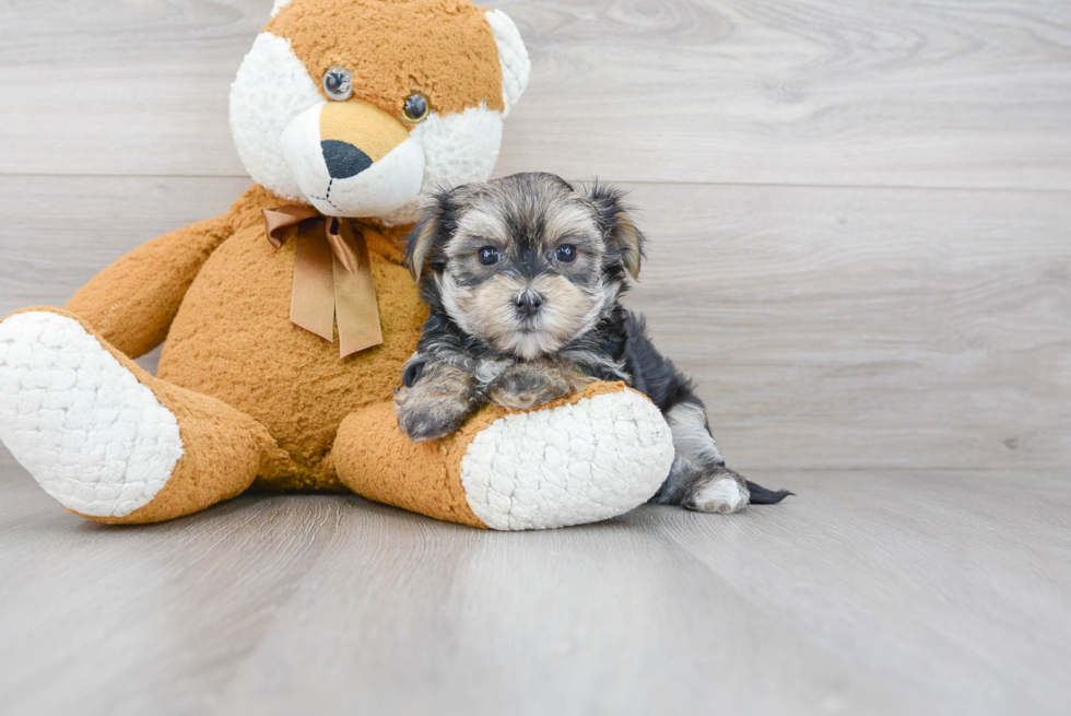 Energetic Yorkie Designer Puppy